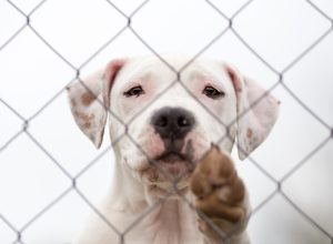 sad pit bull in a shelter waiting for a forever home