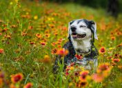 senior dog smiling in field of wildflowers.
