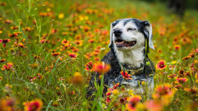 senior dog smiling in field of wildflowers.