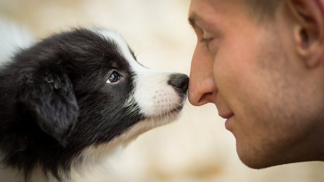 study finds dogs can detect cancer