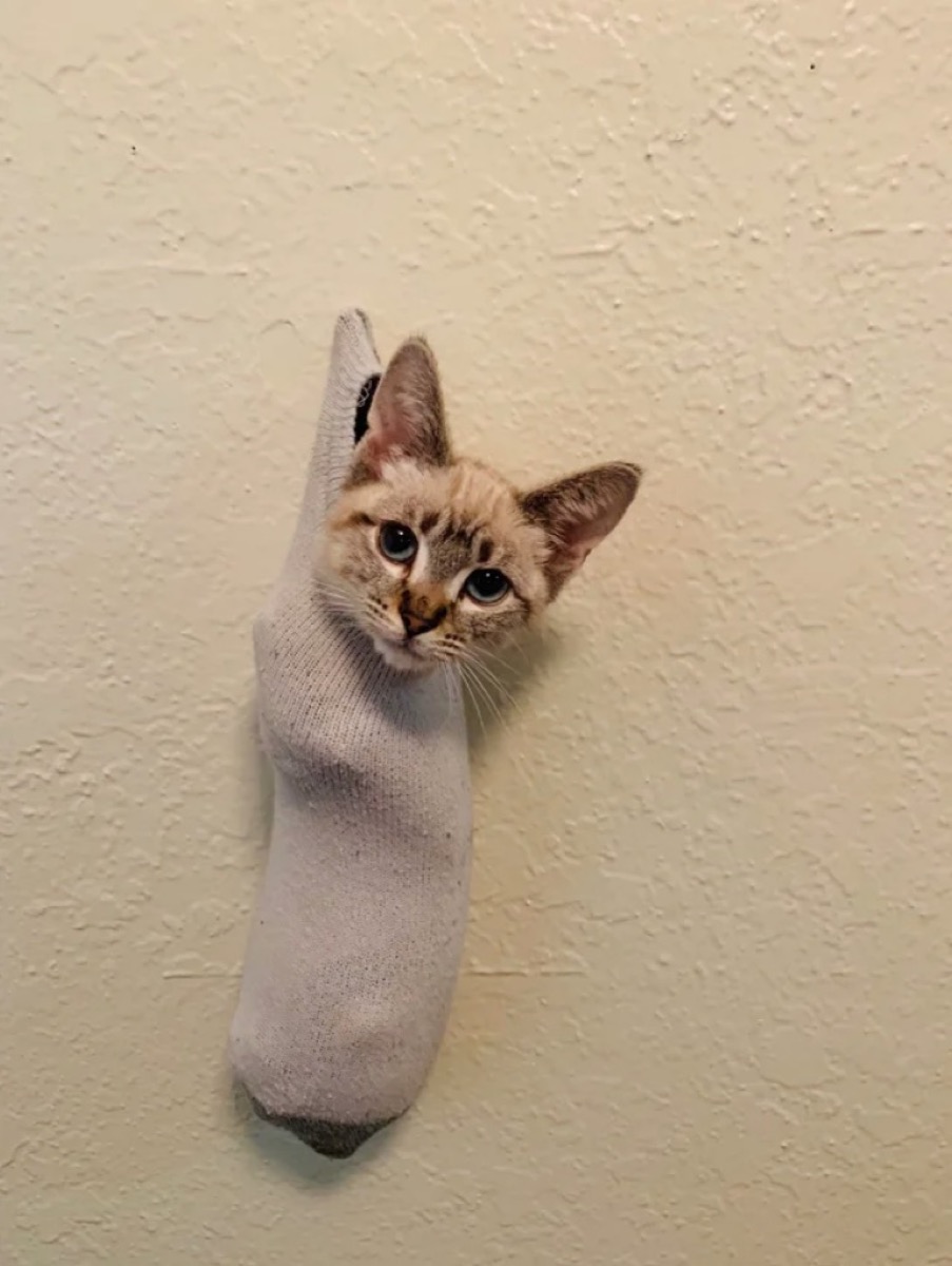 cat in sock adorable cat photos