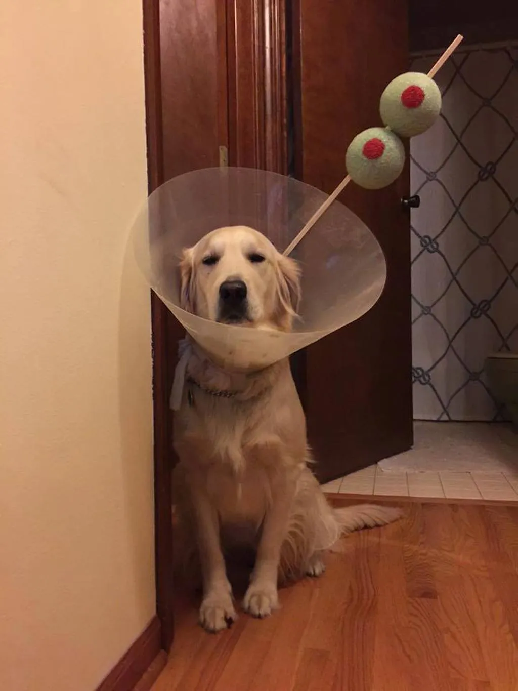 cone of shame costume, martini glass using cone of dog