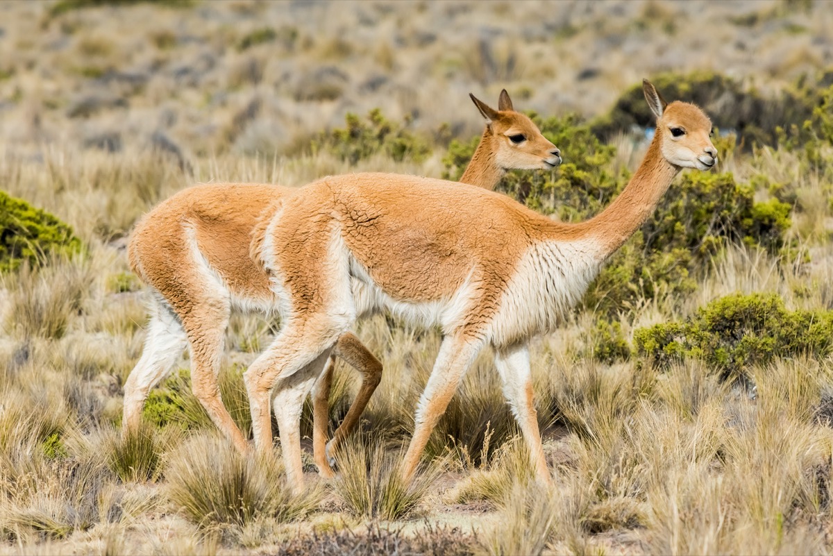 two vicunas roaming around the andes in peru, animal facts