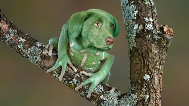 Weird Dog Lizard Hybrid Image Funny Stock Photos