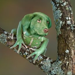 Weird Dog Lizard Hybrid Image Funny Stock Photos