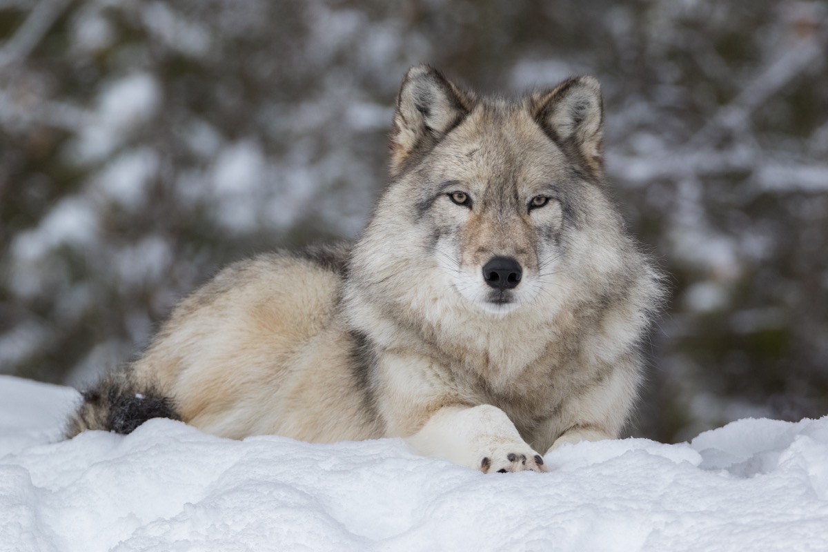 Close-up portrait of Grey Wolf quietly resting in snow with blurred trees in background