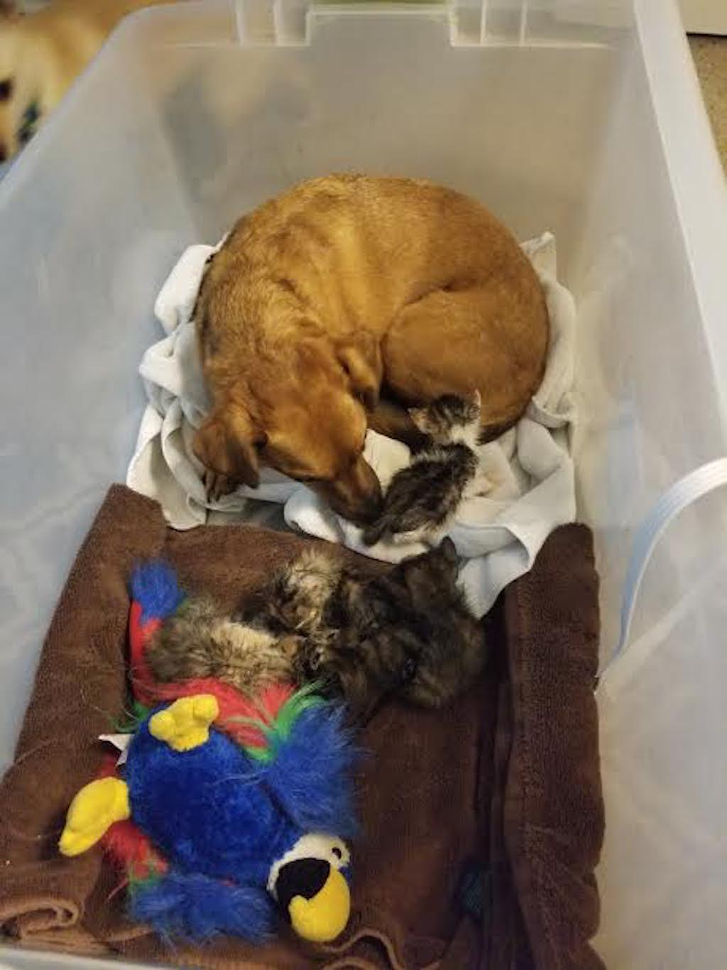 roger dog rescue kittens viral photo