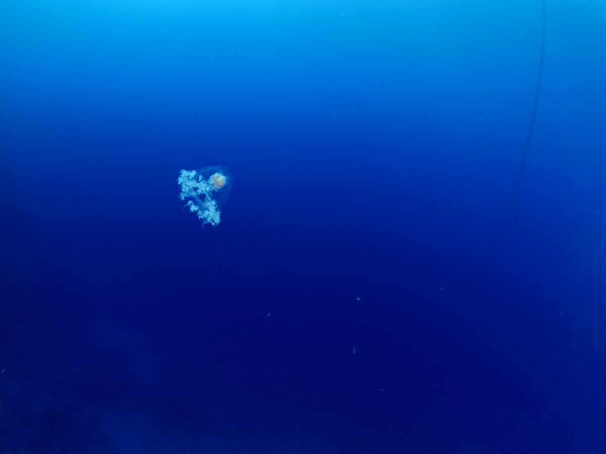 turritopsis dohrnii jellyfish