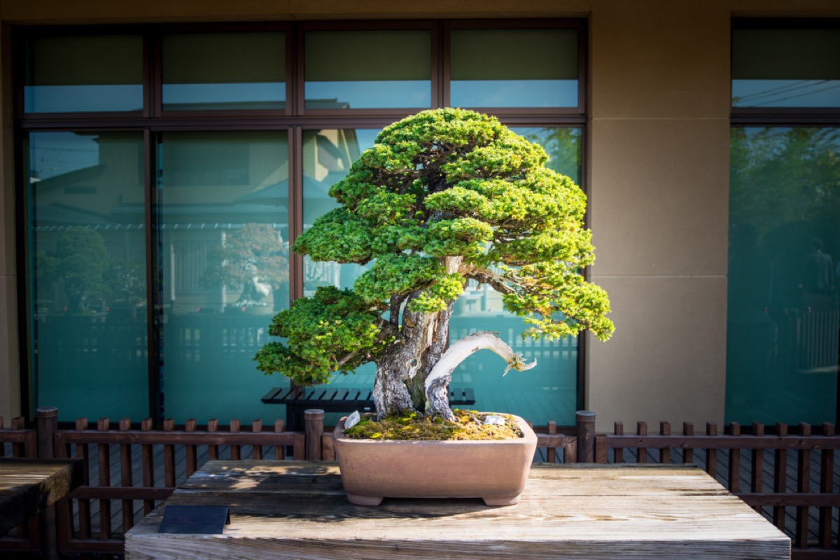 bonsai plant, 90s interior design