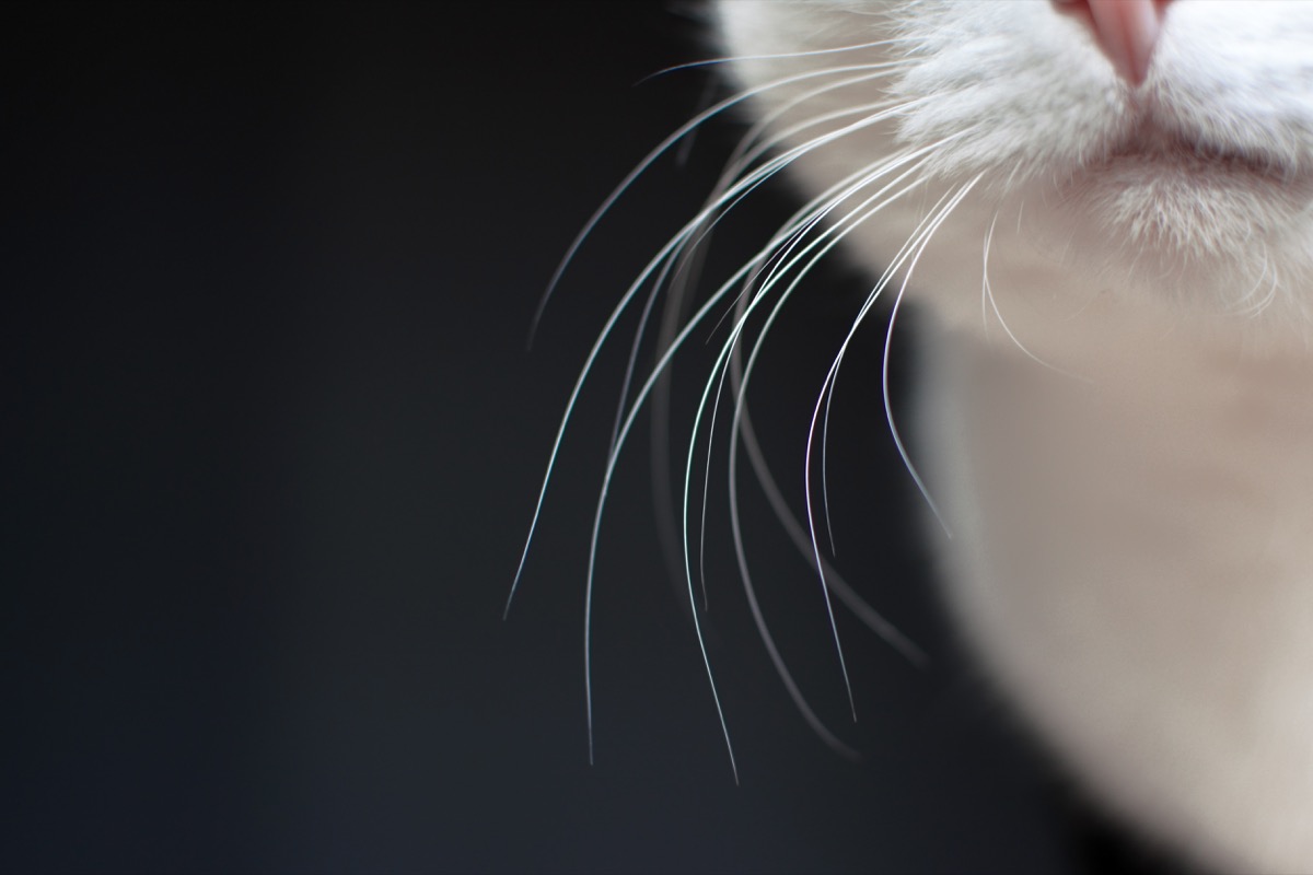 whiskers on a cat