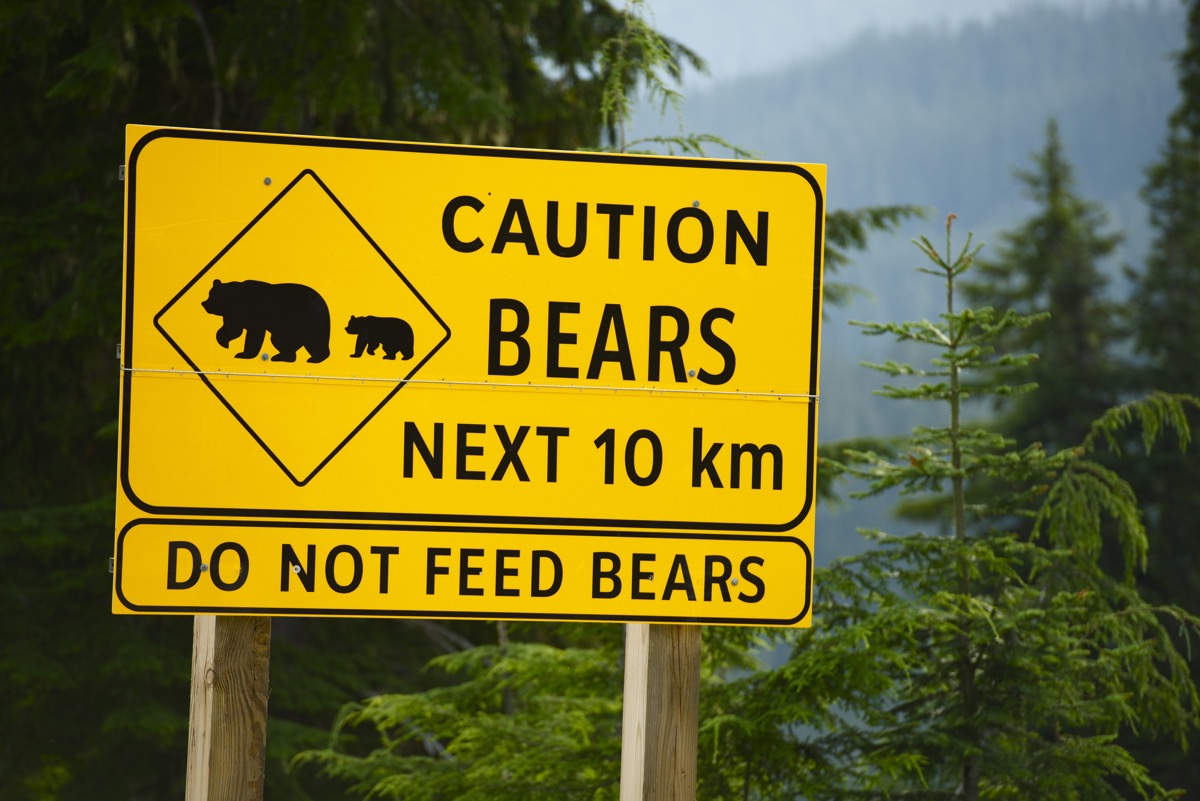 Caution Bears Sign in Canada Canadian Traditions