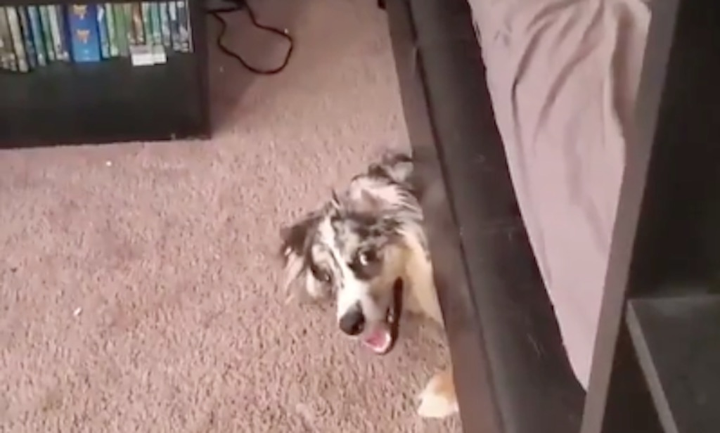 Can A Dog Suffocate In A Bag Of Chips