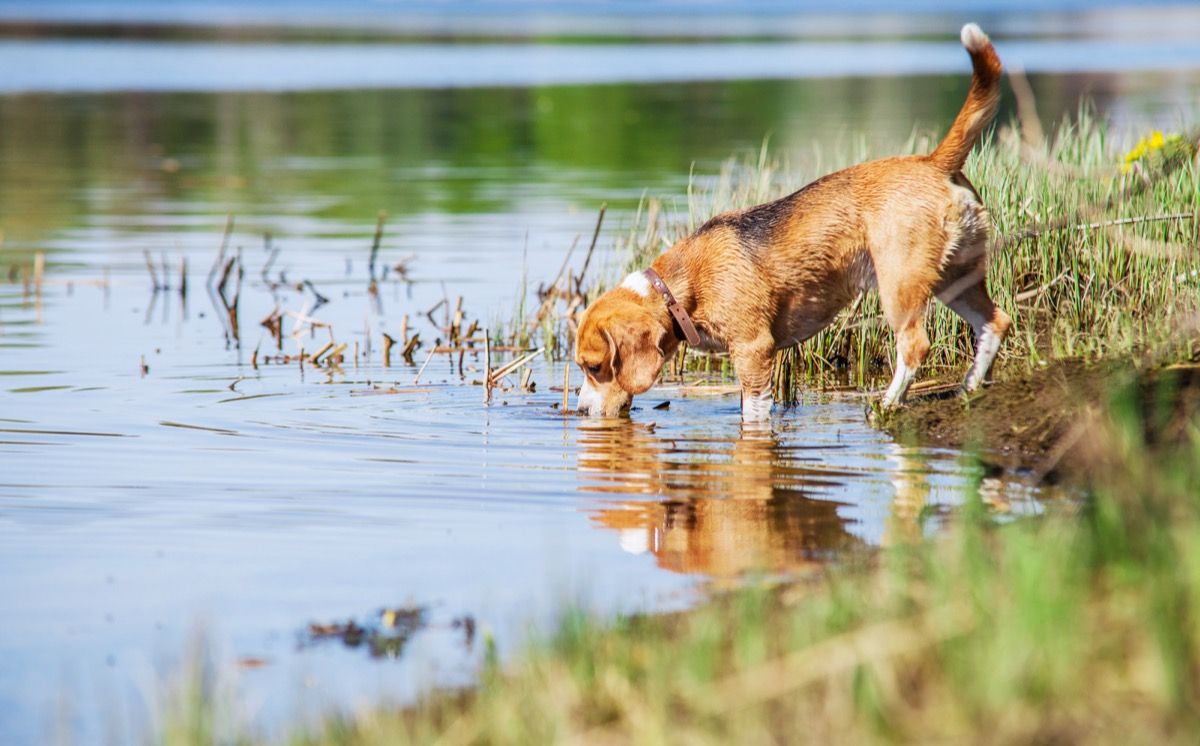 dog at the pond, dad jokes