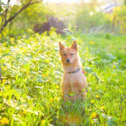 dog bear bribe viral tweet