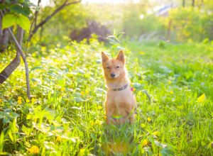 dog bear bribe viral tweet