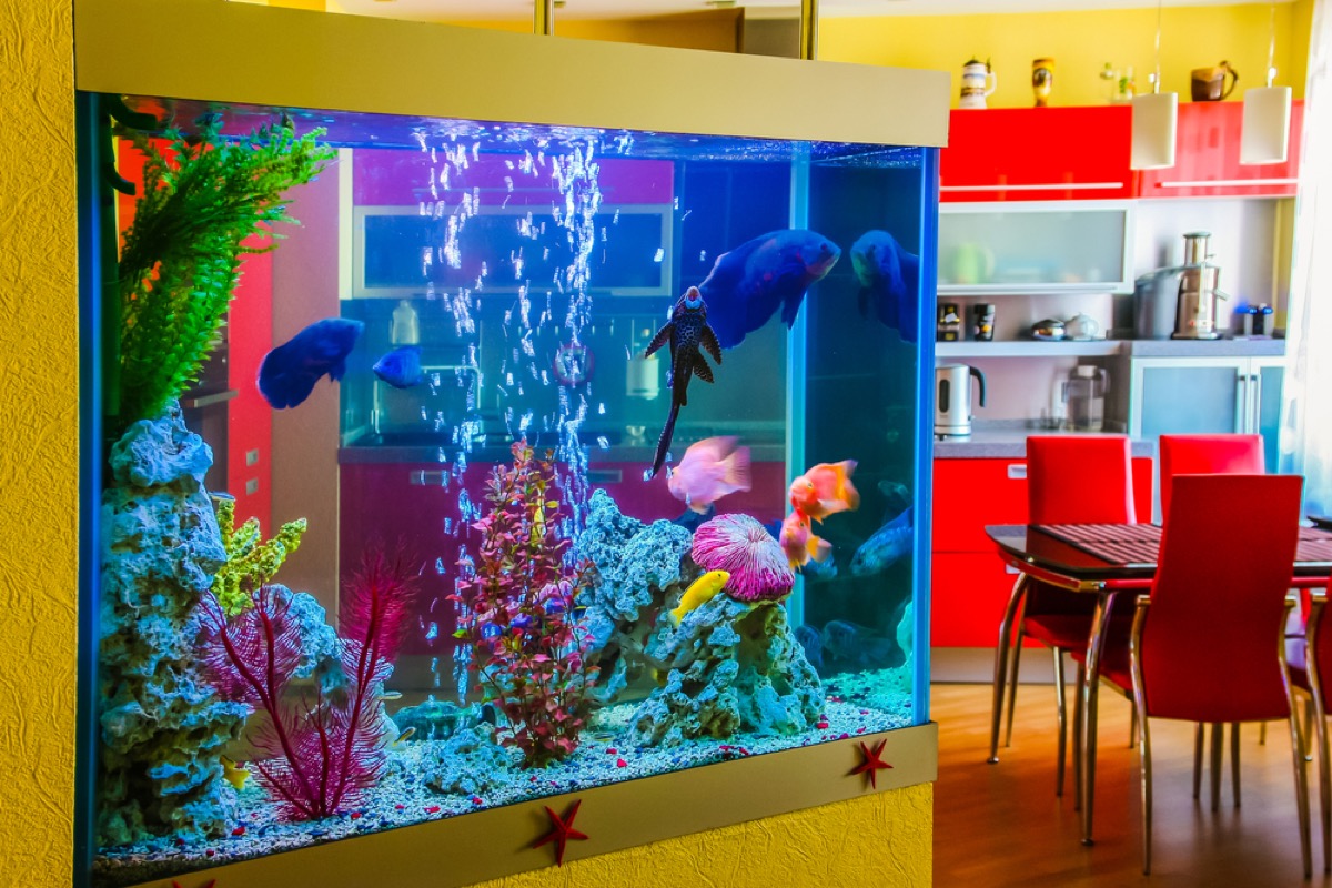 fish tank, 80s interior design