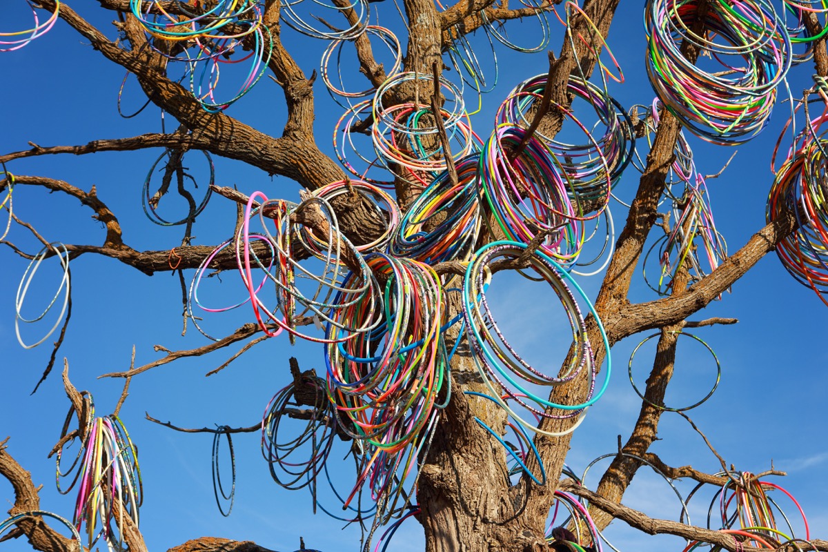 hula hoop tree in iowa, weird state landmarks