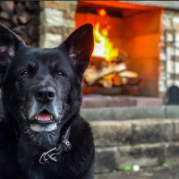 losing a dog viral twitter thread Gregg Favre