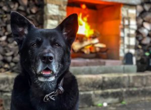 losing a dog viral twitter thread Gregg Favre