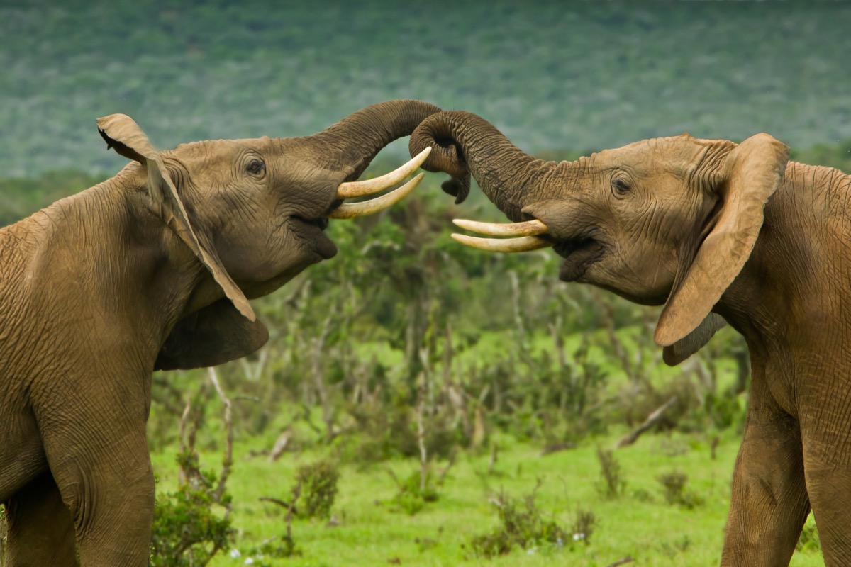 wild elephants fighting with their trunks, elephant jokes