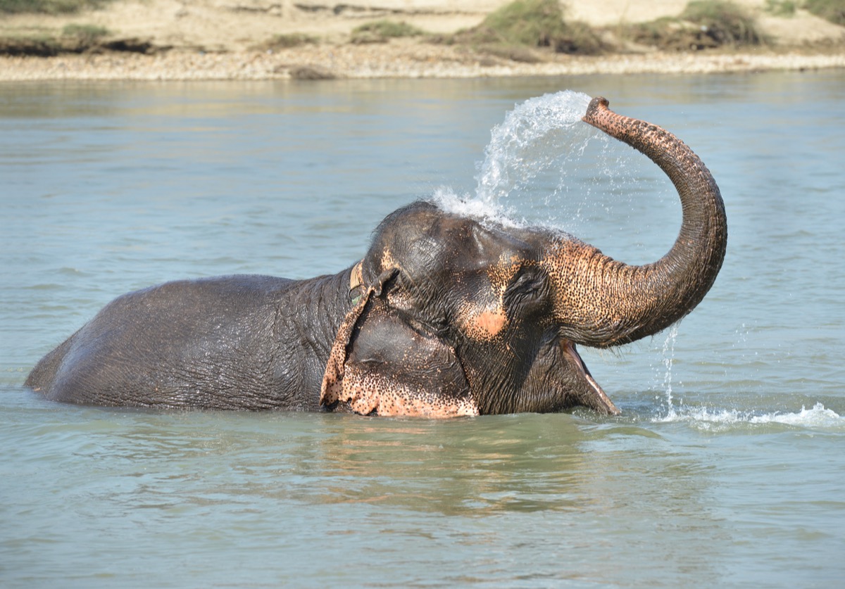 elephant squirting water on itself in lake
