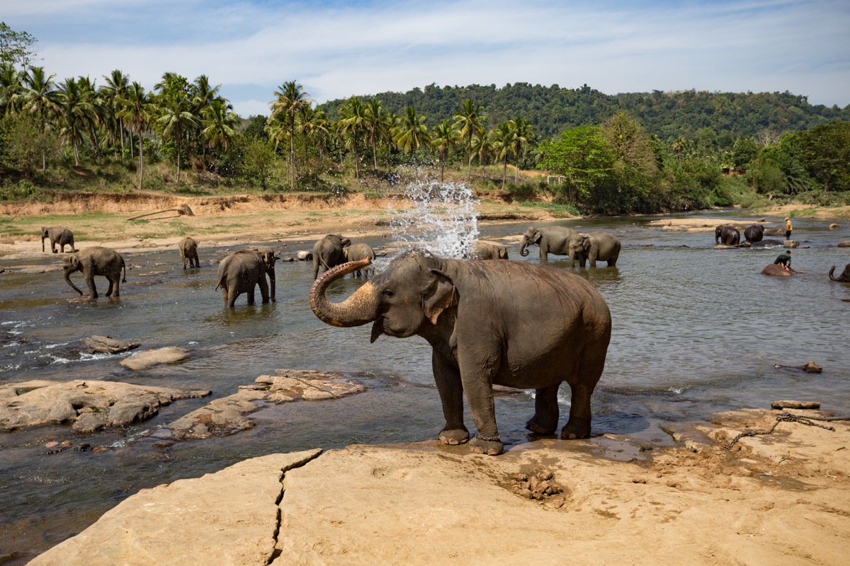 elephants at watering hole