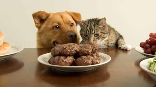 dog and cat want burgers