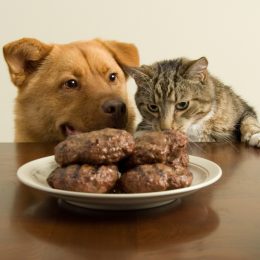 dog and cat want burgers