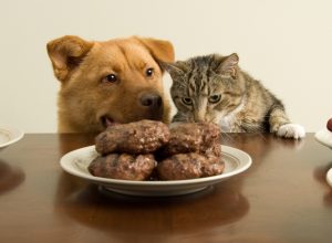 dog and cat want burgers
