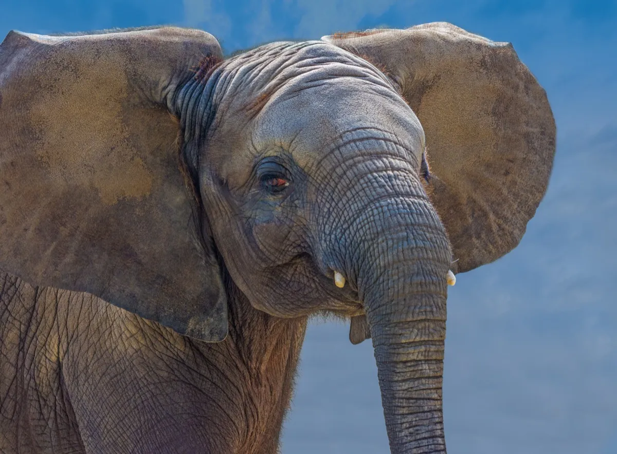 close up of elephant, wild elephant elephant jokes