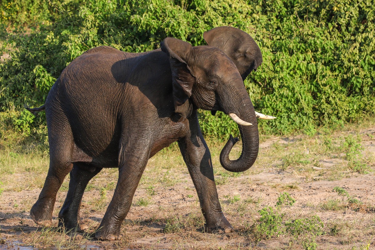 Животные слон похож как называется. Elephant jokes.
