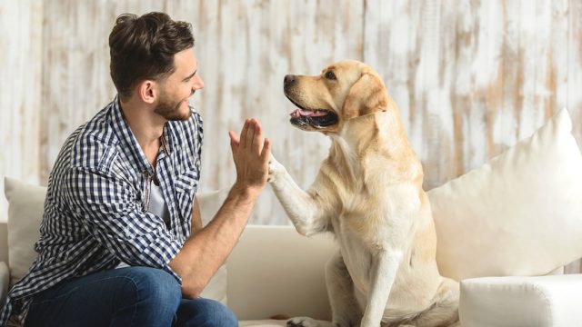 study finds some people are more biologically predisposed towards dogs, make yourself more attractive