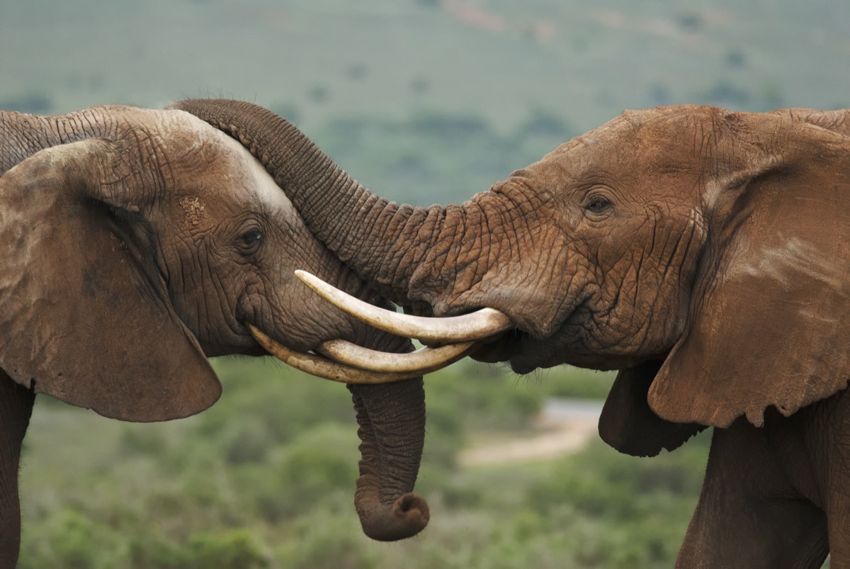 20 Elephant Jokes So Funny You'll Laugh Your Trunks Off — Best Life