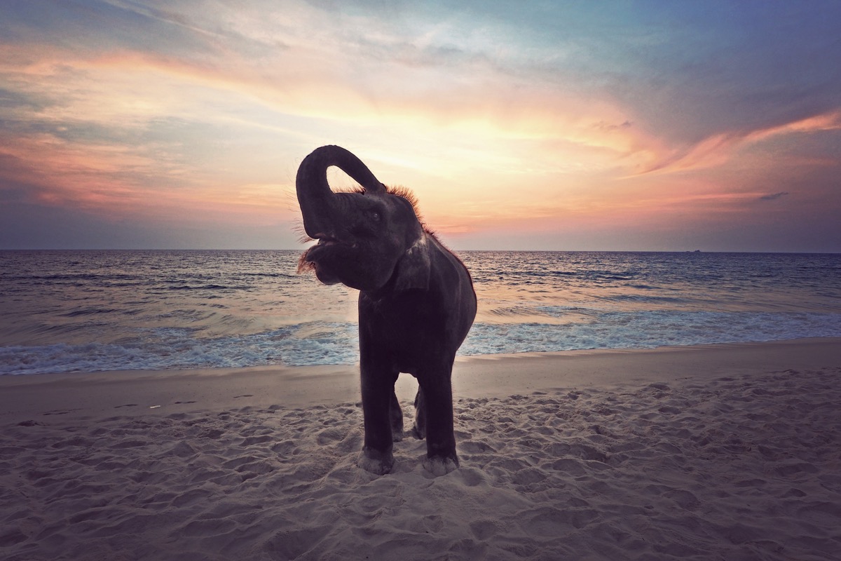 wild elephant on beach, elephant jokes