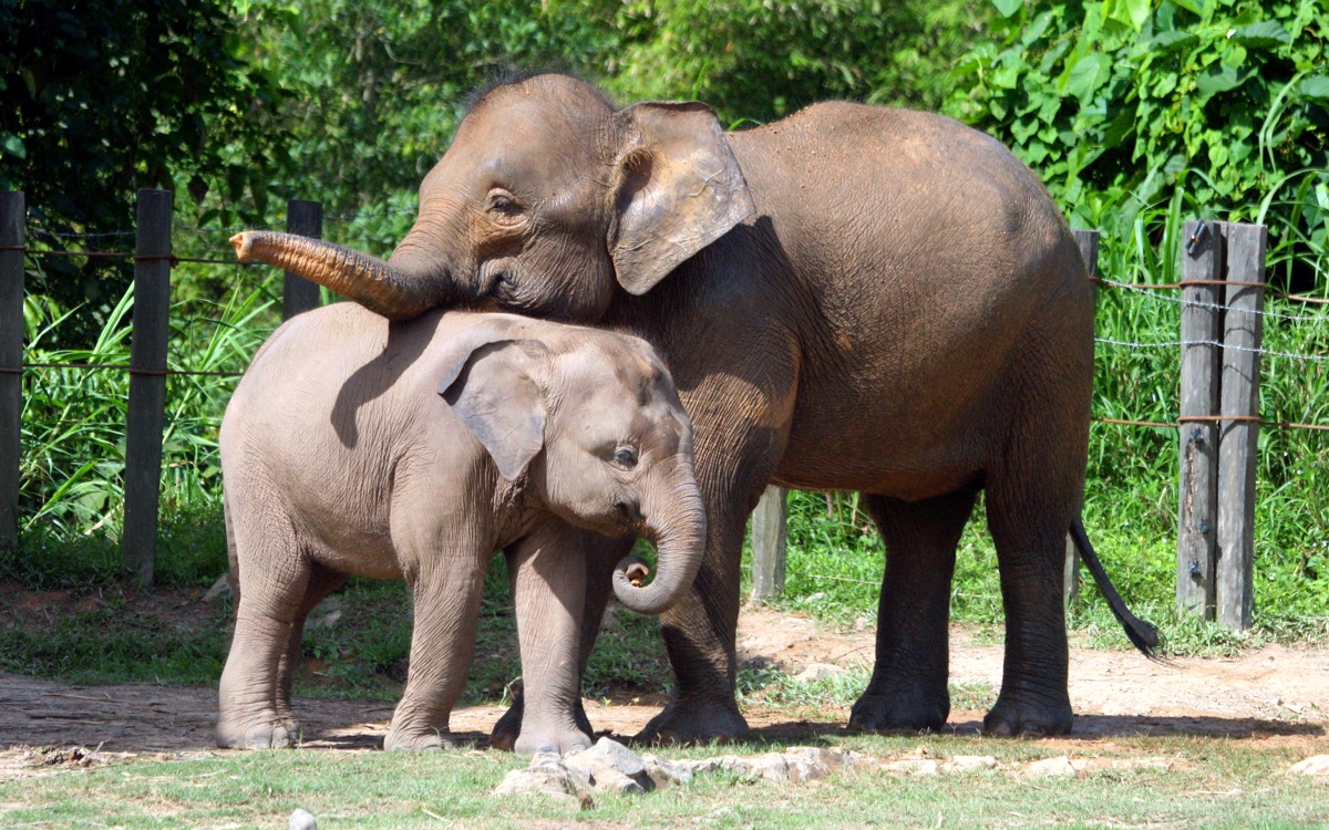 elephant with baby elephant, wild elephant elephant jokes