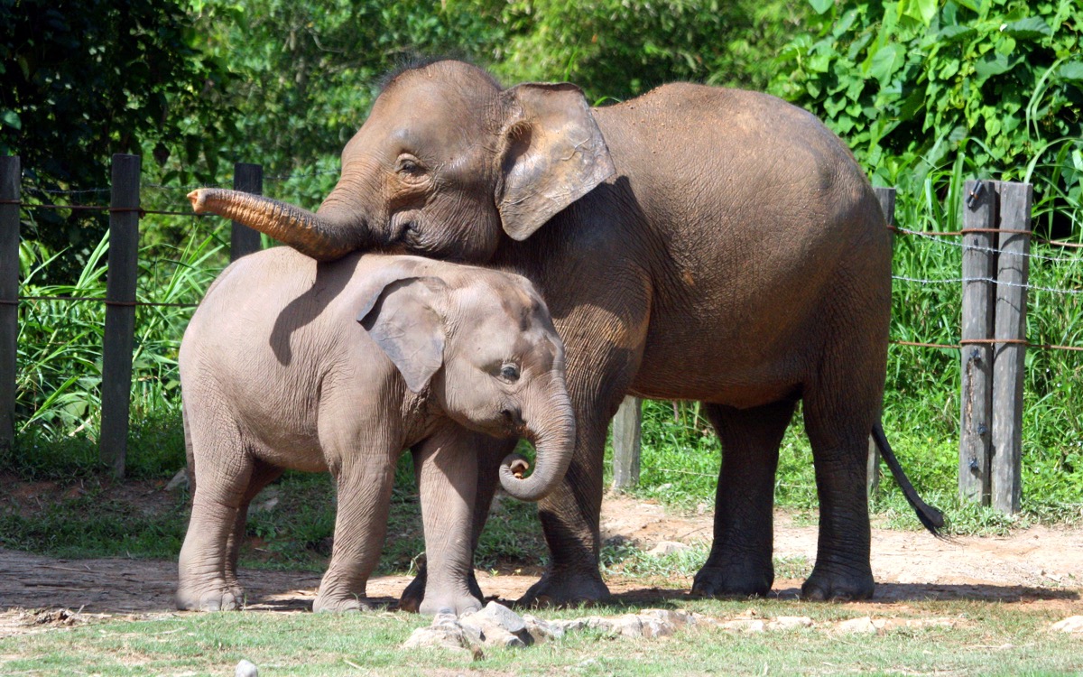 20 Elephant Jokes So Funny You'll Laugh Your Trunks Off — Best Life