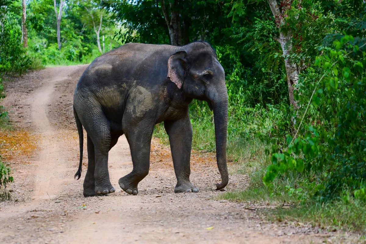 wild elephant on a road, elephant jokes