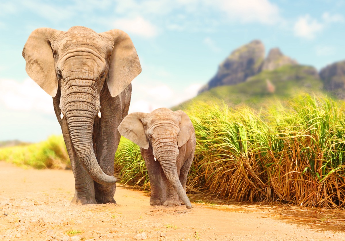wild elephant walking with baby, elephant jokes