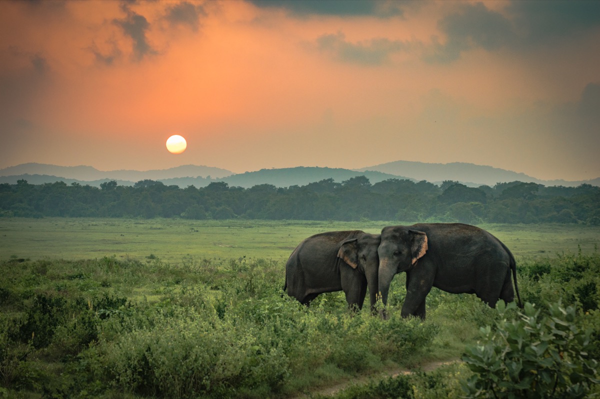 elephants at sunset elephant jokes