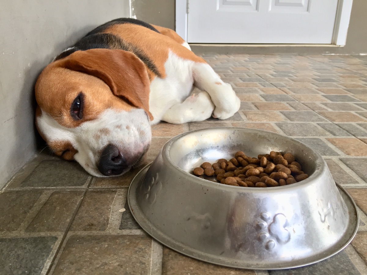sick dog next to food bowl, pet, safety tips