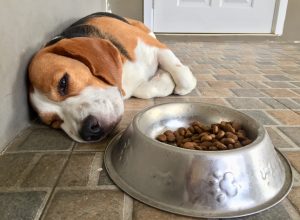 sick dog next to food bowl, pet, safety tips