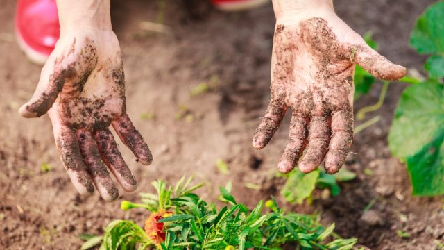 Woman Gardening With Dirty Hands Hand Sanitizer and Soap