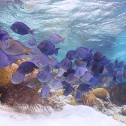 Blue tang swimming in coral reef