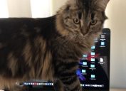cat walking over keyboard