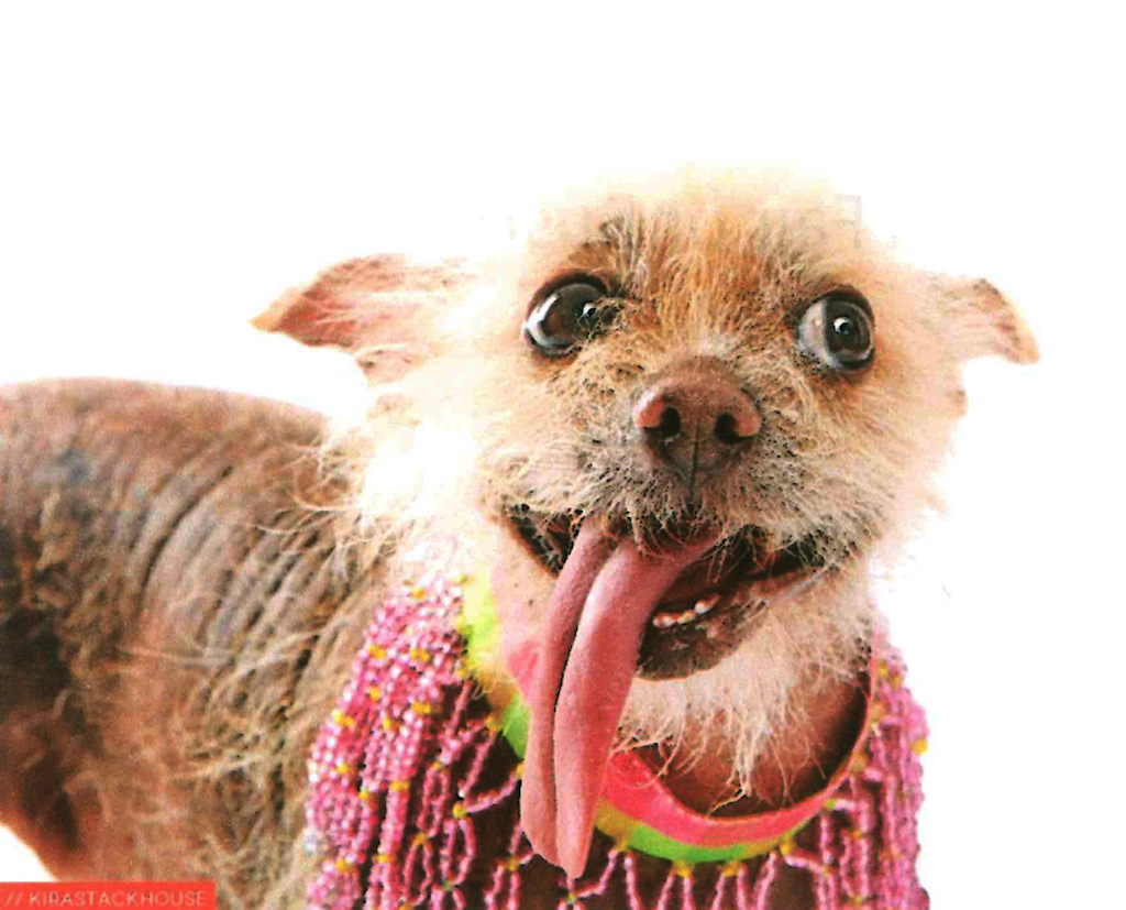 world's ugliest dog contest 