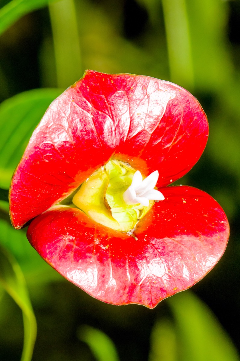 close up of a red flower that looks like lips