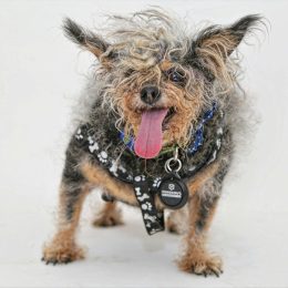 world's ugliest dog contest