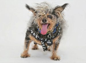 world's ugliest dog contest