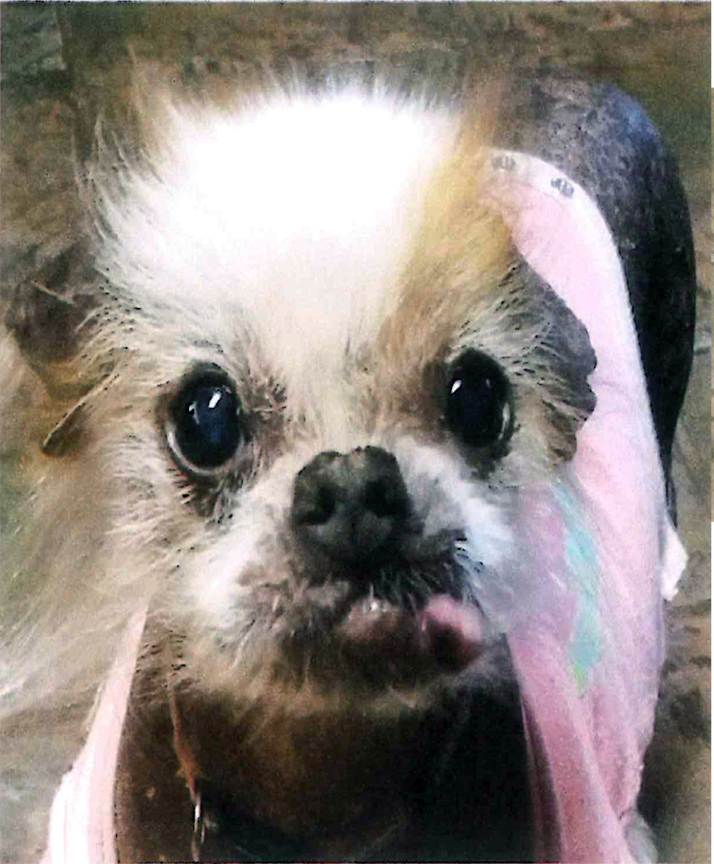 world's ugliest dog contest 2019