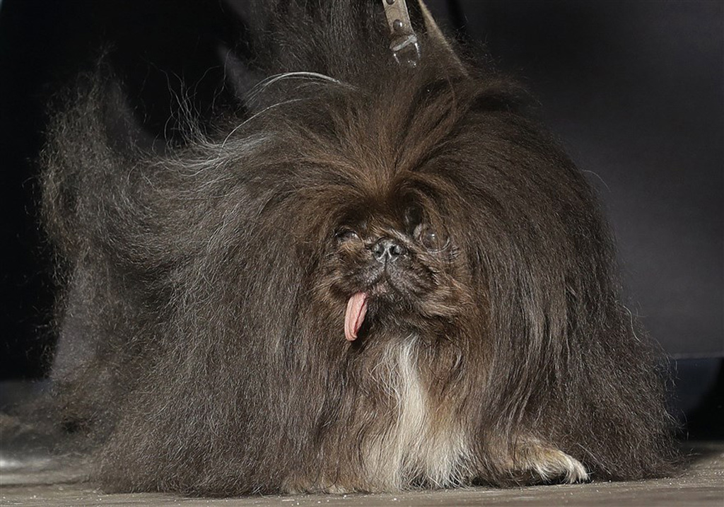 world's ugliest dog contest